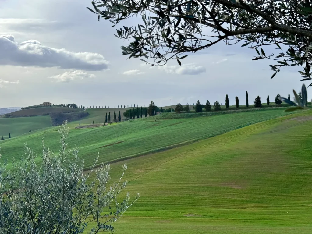 cypress